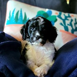 Cavapoo Puppies from Southwest Cavapoos