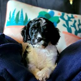 Cavapoo Puppies from Southwest Cavapoos