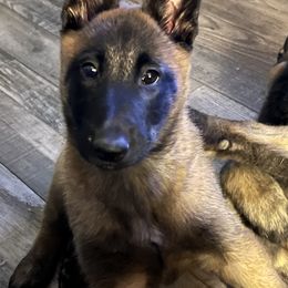 Belgian Malinois Puppies from MonStar Malinois