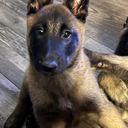 Belgian Malinois Puppies from MonStar Malinois