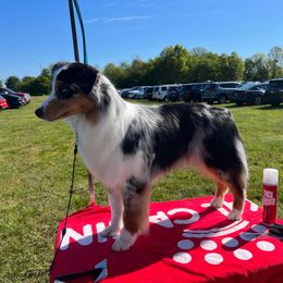 Australian Shepherd Puppies from Grand Ridge Australian Shepherds