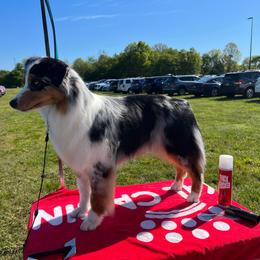 Australian Shepherd Puppies from Grand Ridge Australian Shepherds