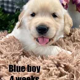 Golden Retriever Puppies from Gaddis Golden Retrievers