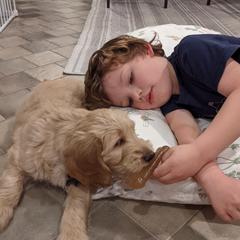 Bearded Retrievers and Labradoodles from Old Mission Retrievers