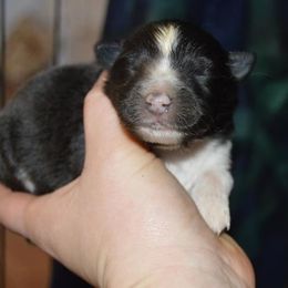 Shetland Sheepdog Puppies from Sunny Shelties