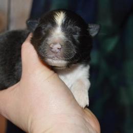Shetland Sheepdog Puppies from Sunny Shelties