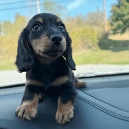 Hank - Black and cream male Dachshund puppy in Maidsville, West Virginia from L&B Lowriders