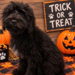 Amos - Black and tan male Cockapoo puppy in Lebanon, Kentucky from Mosaic Merle Doodles