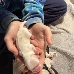 Comet - White female Shih Tzu puppy in Harrisburg, Pennsylvania from Harrisburg Shih Tzus