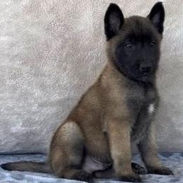 Orange-Shown at 8 weeks old - Fawn male Belgian Malinois puppy in Golden Valley, Arizona from Desert Wind Kennels