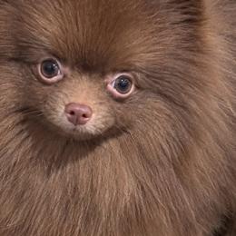 Nacho - Pomeranian