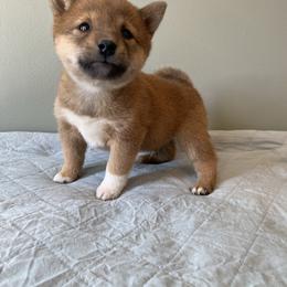 Pumpkin - Red male Shiba Inu puppy in Monett, Missouri from Happy Tails Shiba Inus