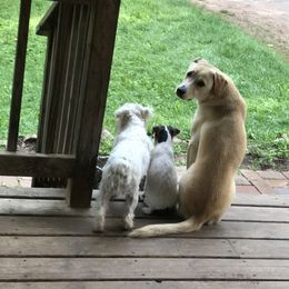 Russell Terrier Puppies from Acorn Ridge JRT