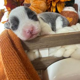 Ember - Blue female Pembroke Welsh Corgi puppy in Paxton, Illinois from McGovern Family Corgis