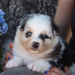 BMM3 - McGibbon - Blue merle male Miniature Australian Shepherd puppy in Goliad, Texas from Sassy Lil Aussies and Diamond W Poodles