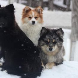 Pomsky puppies from Northern Maine Samoyeds