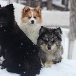 Pomsky puppies from Northern Maine Samoyeds