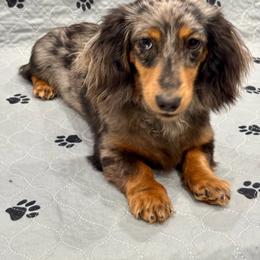 Millie 1 year old female - Dapple female Dachshund puppy in Chicago, Illinois from RGZ Doxies