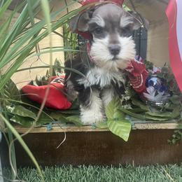 Miniature Schnauzer Puppies from Feshia Mosley
