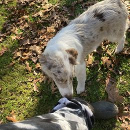 Australian Shepherd and Miniature Australian Shepherd All Grown Up from Southern Blessed Farm