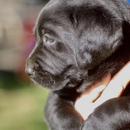 Jack Russell Terrier and Labrador Retriever Puppies from Canine Assist