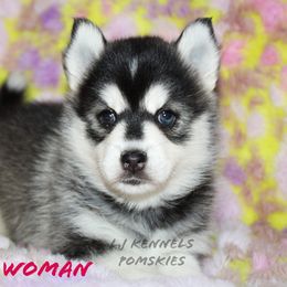 Wonder Woman - Black and white female Pomsky puppy in Centerville, Iowa from LJ Kennels Pomskies, LLC