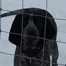 Lexi - Bluetick Coonhound