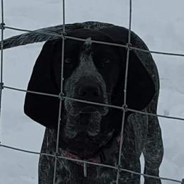 Lexi - Bluetick Coonhound