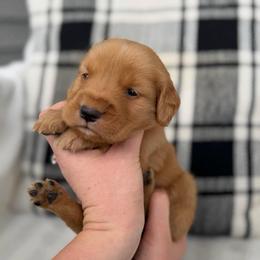 Male 5, Black - Golden male Golden Retriever puppy in Utah from Deseret Peak Goldens