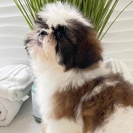 Shih Tzus and Yorkshire Terriers from The Cove Kennel
