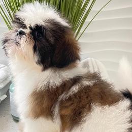 Shih Tzus and Yorkshire Terriers from The Cove Kennel