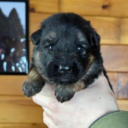 Ilka - Black and red female German Shepherd puppy in Garland, Maine from Vom Schön Traumhund