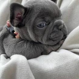 Lilac - Blue female French Bulldog puppy in Lancaster, Ohio from FarmHouse Frenchies