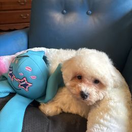 Greenie - White male Bichon Frise puppy in Danville, Illinois from Whitecreek