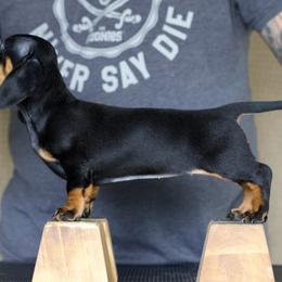 Peaches - Dachshund