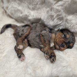 Girl 2 - Blue merle female Bernedoodle puppy in North Royalton, Ohio from Johnson's Doodles