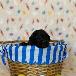 Girl 2 - female Labrador Retriever puppy in Overton, Nevada from Sinfully Sweet Kennel