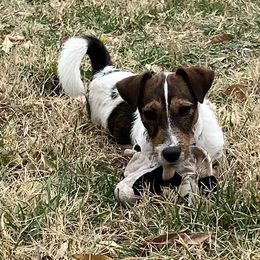 Captain Jack - Russell Terrier puppy from Royal Russells Ranch