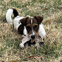 Captain Jack - Russell Terrier puppy from Royal Russells Ranch