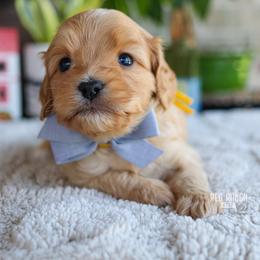 Jet - Red male Cavapoo puppy in Salado, Texas from Red Ranch Dogs
