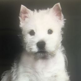 Cash - West Highland White Terrier