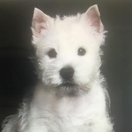 Cash - West Highland White Terrier