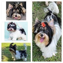 Biewer Terrier and Yorkshire Terrier Puppies from York Town California