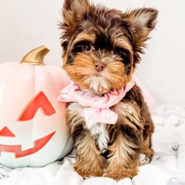 Yorkshire Terrier Puppies from Gracie‘s Glamour Yorkies