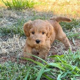 F1B Goldendoodle Coral - Red  female Goldendoodle puppy in Redding, California from Casa Delarosa Collective Poodles & Doodles