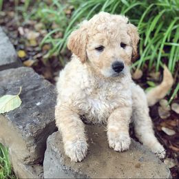 Goldendoodle, Labradoodle, and Saint Berdoodle Puppies from Dent’s Doodles