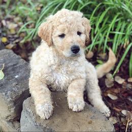 Goldendoodle, Labradoodle, and Saint Berdoodle Puppies from Dent’s Doodles