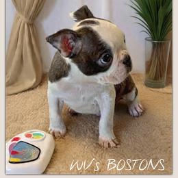 Boy 1 - Black brindle and white male Boston Terrier puppy in North Central, Vermont from Windy Valley’s Bostons