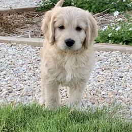 Goldendoodle Puppies from Grace of God Goldendoodles