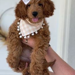 Goldendoodle Puppies from JD GoldenDoodles